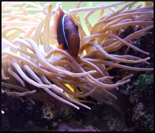 clown and anemone