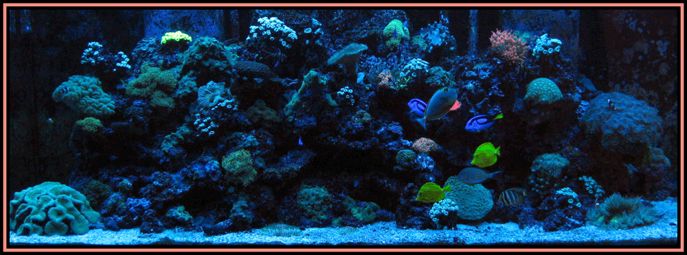 Reef picture